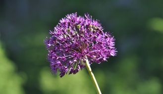 ornamental onion ball