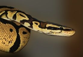 beauty python regius