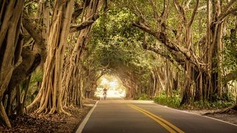 bike road inside the fairytale forest