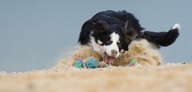 dog is playing with a ball on the beach