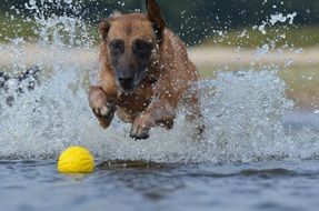 malinois ball and dog