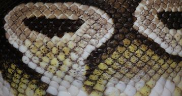 snake python close-up