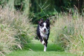 running dog border collie