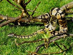 big python snake on grass