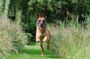 malinois retrieve dog training running