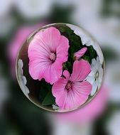 pink flowers in a soap bubble