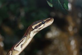 ball python snake