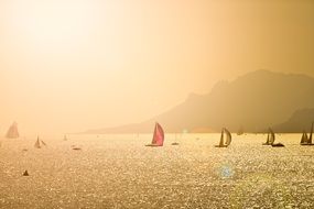 sailing yachts under the rays of the golden sun