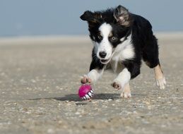 little border collie playing with a ball