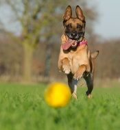 shepherd dogs hunting ball