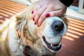 hands on the head of a thoroughbred dog