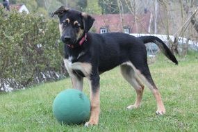 puppy is playing with a ball