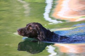 swimming dog