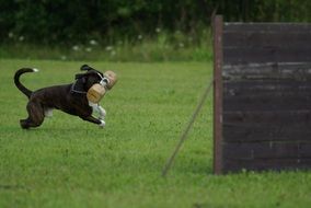 dog training on a special area