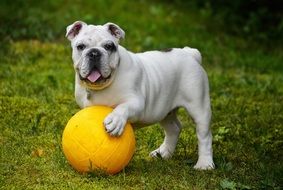 english bulldog and yellow ball