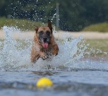 malinois running for ball through water