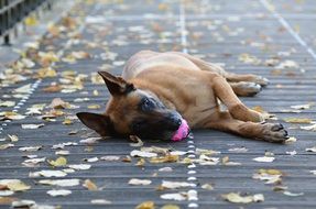 malinois dog with pink ball