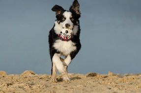 puppy with a ball in his teeth