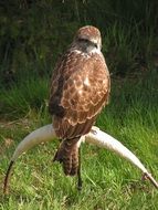 buzzard sitting on a branch