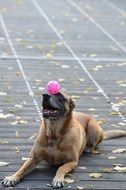 dog with a pink ball on his head
