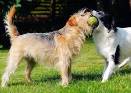 dogs play ball in the garden