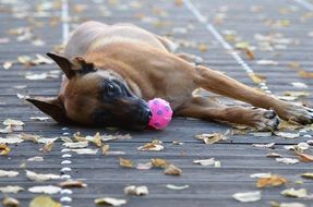 dog lies with a pink ball in his mouth