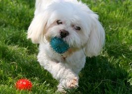 white doggy plays red and blue ball