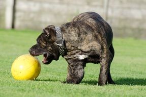 Dog and ball