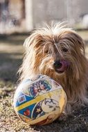 hybrid dog with a ball close-up on blurred background