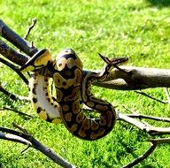 Python on a branch against a background of green grass