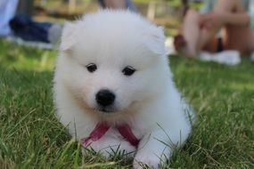 dog puppy samoyed spitz white