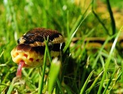 snake ball python camouflage