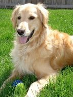 golden retriever lying on the green grass