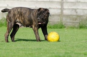 canario Great Dane with a ball
