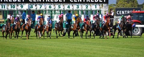 sport horses racing