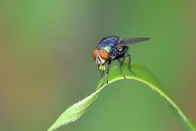 color insect fly