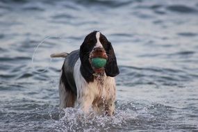 spaniel mammals