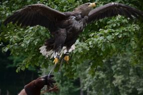 Brown predator bird