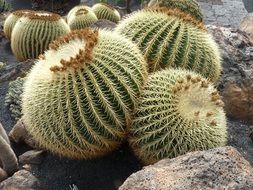 cactus balls among stones