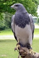black chested eagle