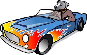 gray dog in a convertible as a graphic image