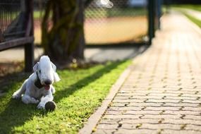 animal on green grass near the path in the park