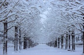 trees in the snow in a sports park
