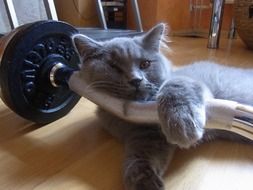 cat training