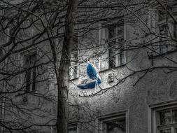 blue sneakers hanging on the tree