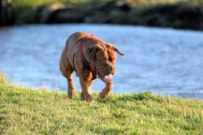 bordeaux dog walking on grass at water