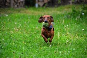 dachshund dog play ball