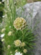 blooming ball-shaped flower
