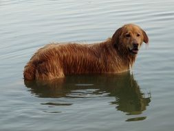 dog in the water