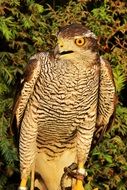predator bird